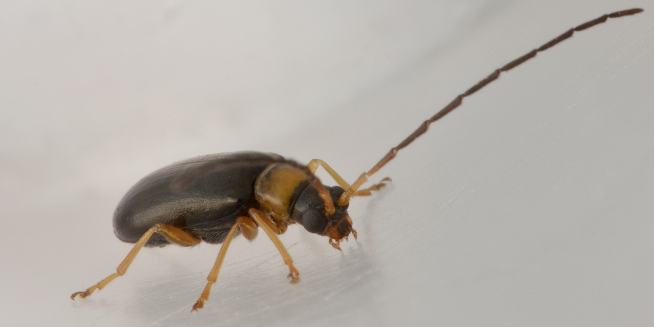 Chrysomelidae: Luperus sp. (L. pygmaeus opp. L. leonardii)